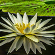 Water Lily 15-3 Poster