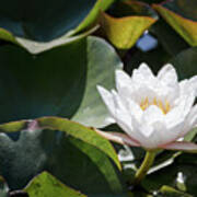 Water Lily Poster