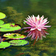 Water Lily And Frog Poster
