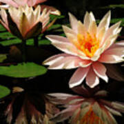 Water Lily In Sunshine Poster
