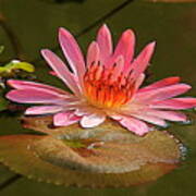 Water Lily Poster