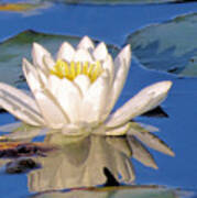 Water Lily Reflection Poster