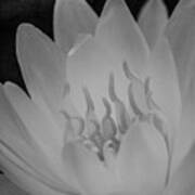 Water Lily Soft Monochrome Poster