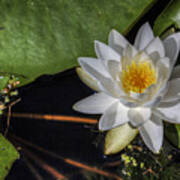 Water Lily Poster