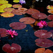 Water Lily World Poster