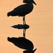 Waterbird Silhouette At Dusk Poster