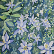 Watercolor - Blue Columbine Wildflowers Poster