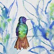 Watercolor - Golden-tailed Sapphire Poster