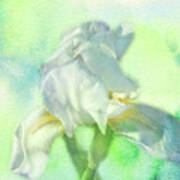 Watercolor Iris Poster