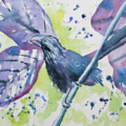Watercolor - Smooth-billed Ani Poster