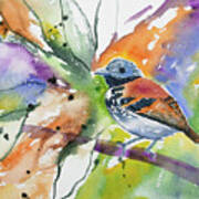 Watercolor - Spotted Antbird Poster