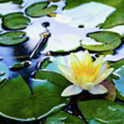 Waterlilly On Blue Pond Poster