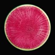 Watermelon Radish Poster