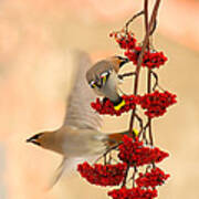 Waxwings Poster