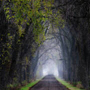 Weary Road Tree Tunnel Poster