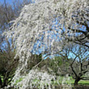 Weeping Cherry Starting To Bloom Poster