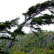 West Coast  Trees In Rain Poster