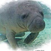 West Indian Manatee Poster