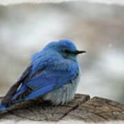 Mountain Bluebird On Cold Day Poster