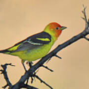 Western Tanager Poster