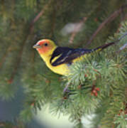 Western Tanager Poster