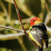Western Tanager In The Rocky Mountains Of Colorado Poster