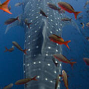 Whale Shark Galapagos Islands Poster