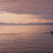 Whale Tail At Surface Poster