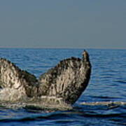 Whale Tail Poster