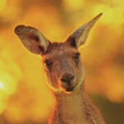 What's Up, Yanchep National Park Poster