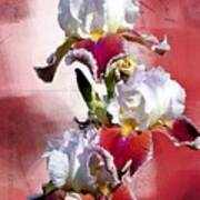 White And Burgundy Irises Poster