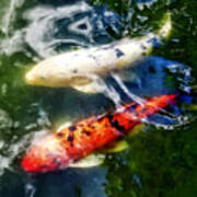 White And Orange Koi Poster