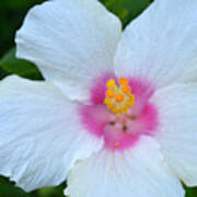 White And Pink Hibiscus Poster