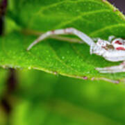 White And Red Crab Spider On Mint Poster
