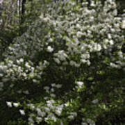 White Azaleas At Happy Hollow Gardens Poster