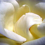 White Beauty Rose Poster