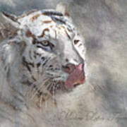 White Bengal Tiger Poster