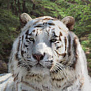 White Bengal Tiger Two Poster