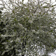 White Blossomed Tree Poster