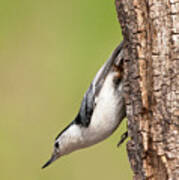 White-breasted Nuthatch Poster