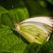 White Butterfly Sunning Poster