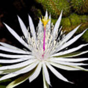 White Cactus Flower Poster