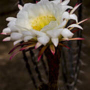 White Cactus Fower Poster