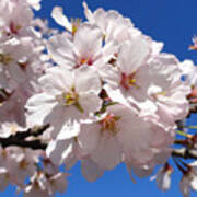 White Cherry Blossoms Poster