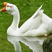 White Chinese Goose Poster
