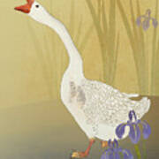 Chinese White Swan Goose Poster