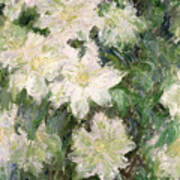 White Clematis Poster