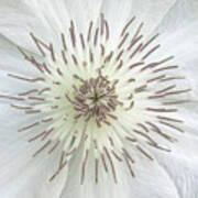 White Clematis Flower Garden 50121b Poster