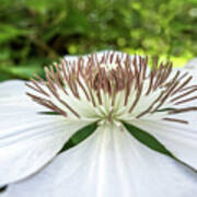 White Clematis Flower Garden 50146 Poster