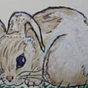 White Cotton-tail Rabbit #1003 Poster